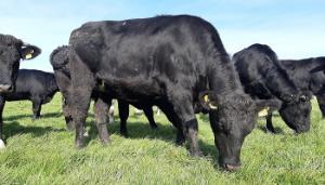 Finishing cattle off grass – the factors to consider