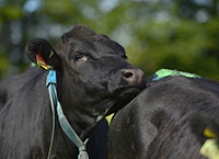 Heat detection tips for suckler herds