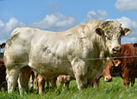 Preparing for Breeding