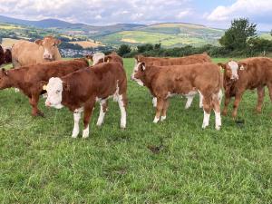Reducing age of slaughter in beef cattle