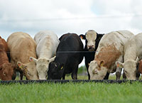 Short of grass in May? What are the options?