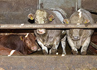 Can oats, beans or peas play a role in beef cattle diets?