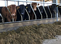 The key principles of feeding concentrates to growing-finishing cattle