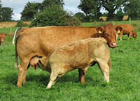 Breeding performance on the up on Beef Farms