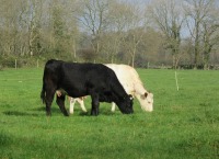 Grassland management for Spring 2024