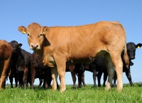 Two important Breeding Key Performance Indicators