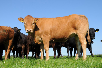 Summer grazing – did it leave profit this year?