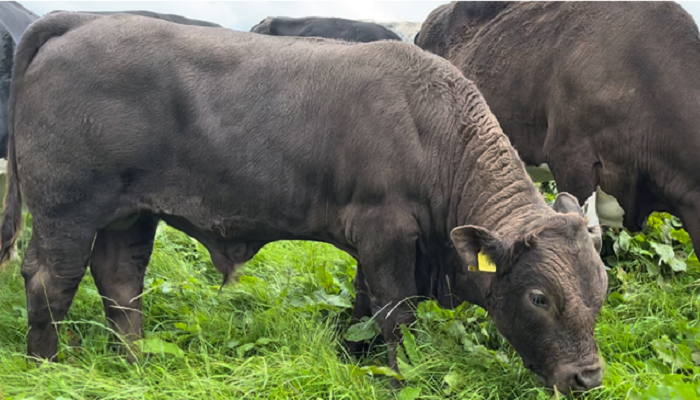 Watch: Preparing for weaning with Future Beef farmer Ger McSweeney