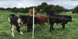 The benefits of creep grazing suckler calves