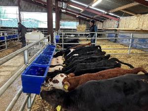 Can anything more be paid for dairy-beef calves this year?