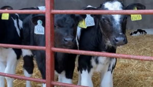 Watch: Dairy-beef breeding tools in brief