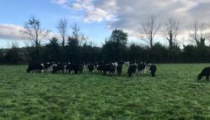 Creating a unique advantage with beef and tillage in east Cork