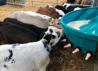 Nutritional Management of the Dairy-Beef Calf