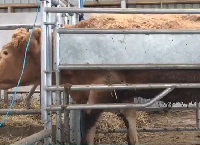 Safety at calving time