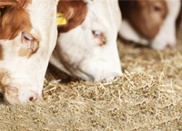 Can straw help to buffer tight silage supplies this winter?