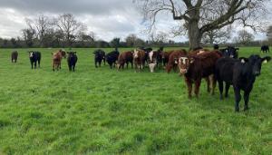 Calving 100% of cows in a six-week window