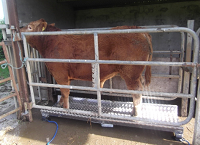 Have you weighed for SCEP?