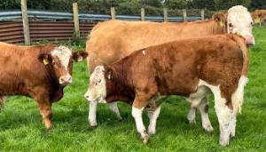 Protecting animal health in advance of weaning and housing with John Pringle