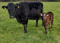 Data on calving times