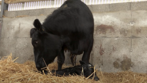 The calving jack hack you need to know
