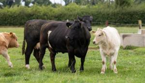Farm income, family lifestyle and the environment – the challenges and opportunities for beef