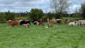 How this Future Beef Farmer plans to make quality silage