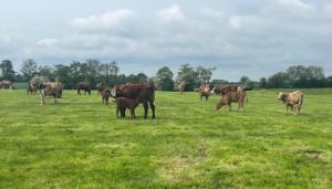 A breeding season update from Future Beef farmer, Michael McGuigan