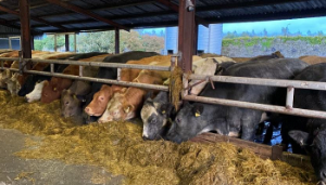 Meeting the ‘in-spec’ criteria for finishing cattle