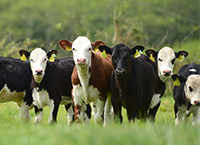 How to build the best dairy calf to beef system for your farm