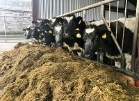 Shedding light on dairy cow weight and the beef potential of progeny