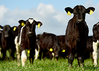 Teagasc Dairy Calf to Beef Course