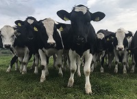 Aiming to improve animal performance without additional meal