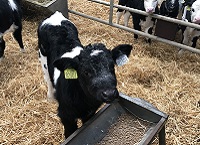 Maximising Beef without Compromising on Calving