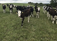 Choosing beef bulls on dairy farms that are better for the environment and your pocket