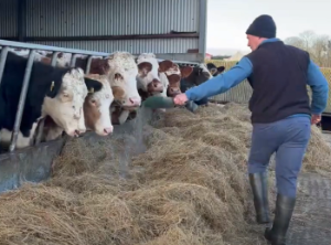 More than cost to consider when selecting a pre-calving mineral