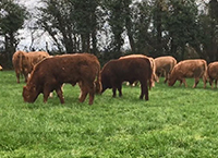 Achieving high performance from grass this spring