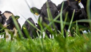 Significant increase in grass growth predicted