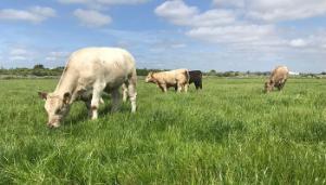 Teagasc BEEF2024 Open Day in Grange planned for 26 June