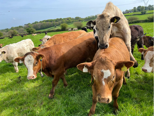 Heifers showing signs of heat on the McCarthy farm