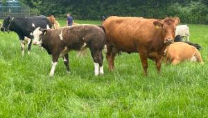 Getting suckler cows bulling earlier