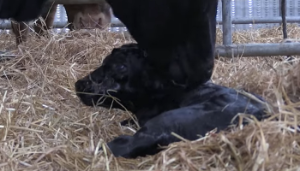 Calving the suckler cow: When to intervene?