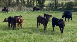 Breeding season commences at Newford
