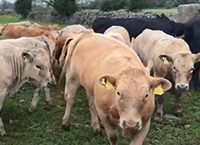 Weaning Autumn born Suckler Calves