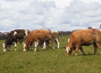 Let’s Talk Organics – Markets for Organics