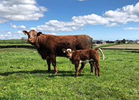 Further flexibility granted for SCEP herds