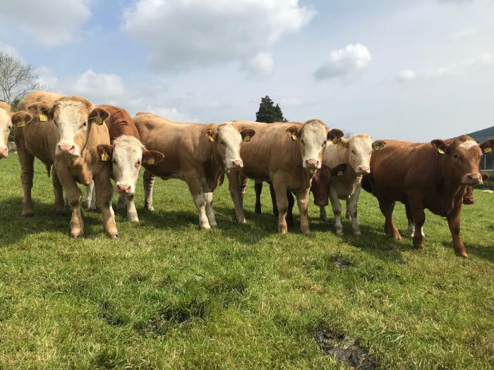 New factsheet on heifer synchronisation programmes