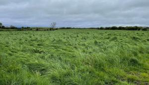 Valuing a standing crop of silage