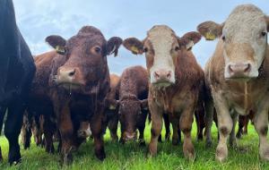 Future Beef Update: Breeding, feeding and harvesting red clover