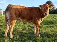 The Suckler Cow of the future? Five key areas to improve on