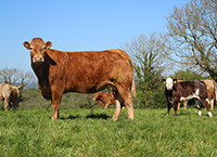 The benefits of AI in suckler herds